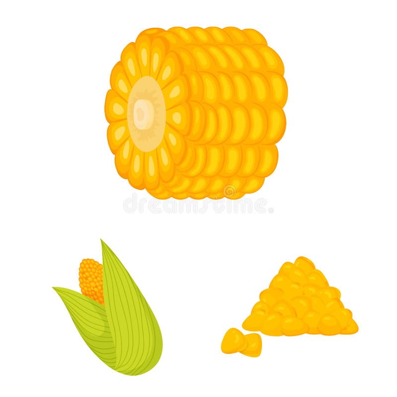 Vector Design of Maize and Food Icon. Collection of Maize and Crop ...