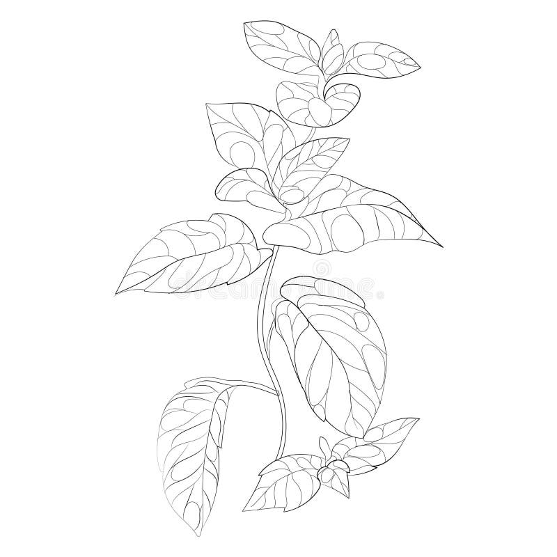 Vector Illustration of Mint. a Branch of Mint with Flowers. Stylized
