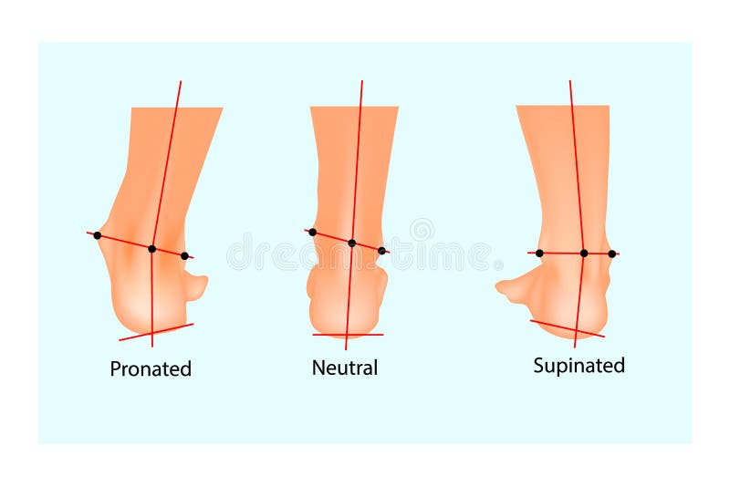 Arm supination and pronation vector illustration. Labeled