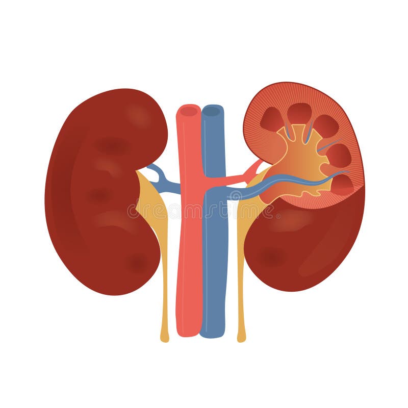 Vector Illustration of the Normal Kidney Structure Stock Illustration ...