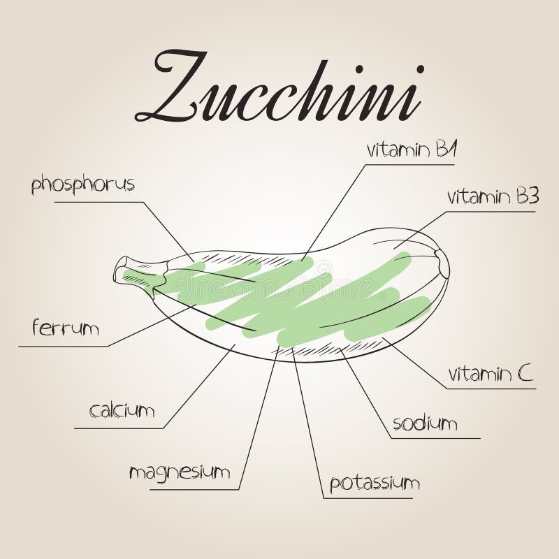 Vector Illustration of Nutrient List for Zucchini Stock Vector