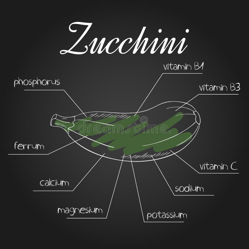 Vector Illustration of Nutrient List for Zucchini Stock Vector