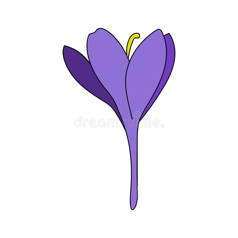 Vector Illustration of One Color Crocus Saffron Flower Linear Drawing