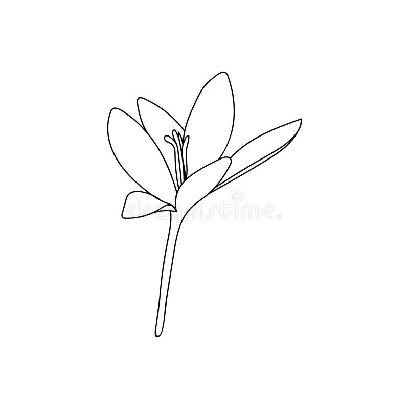 Vector Illustration of One Crocus Saffron Flower Line Drawing. Stock