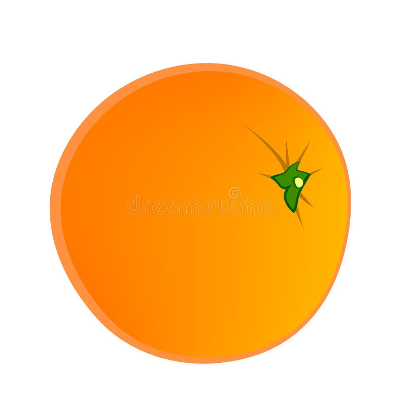 Vector illustration of orange fruit vector illustration Vector illustration of orange fruit vector illustration