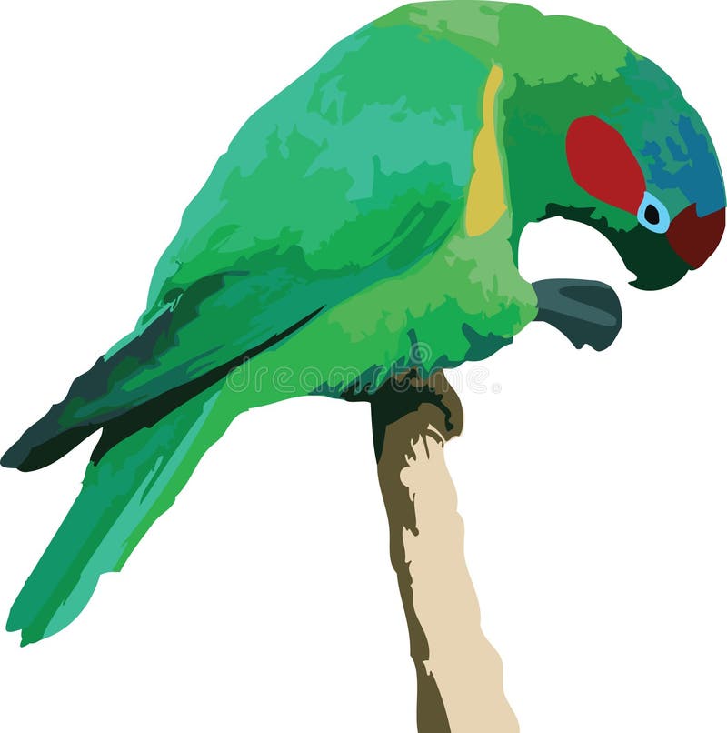 Vector illustration of a parrot