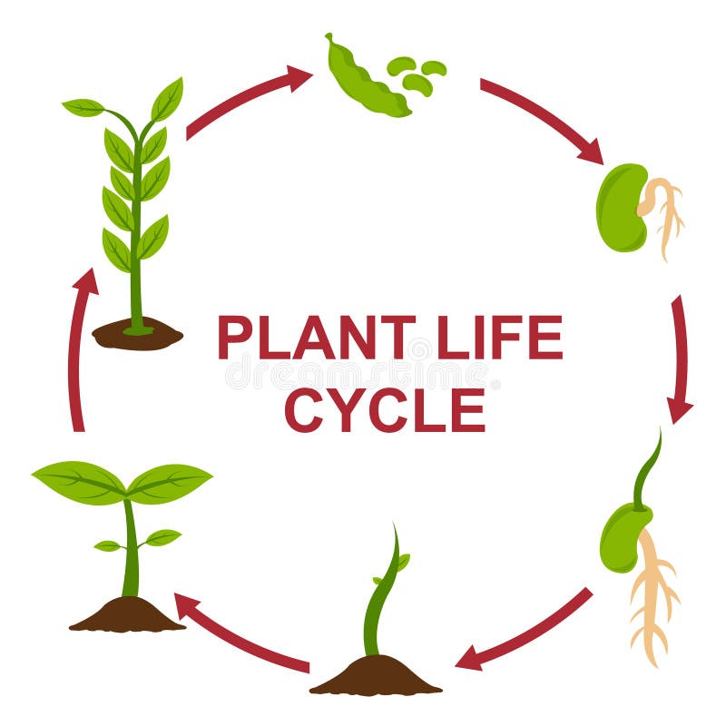 Plant Life Cycle Stock Illustrations – 5,006 Plant Life Cycle Stock  Illustrations, Vectors & Clipart - Dreamstime