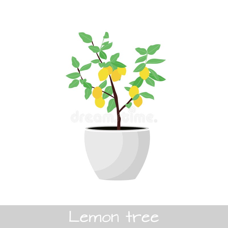 Potted Lemon Tree Stock Illustrations – 182 Potted Lemon Tree Stock ...