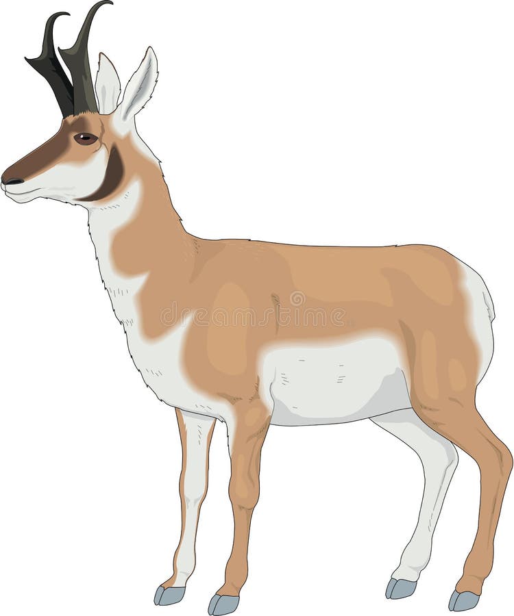 Pronghorn Antelope Stock Illustrations – 156 Pronghorn Antelope Stock