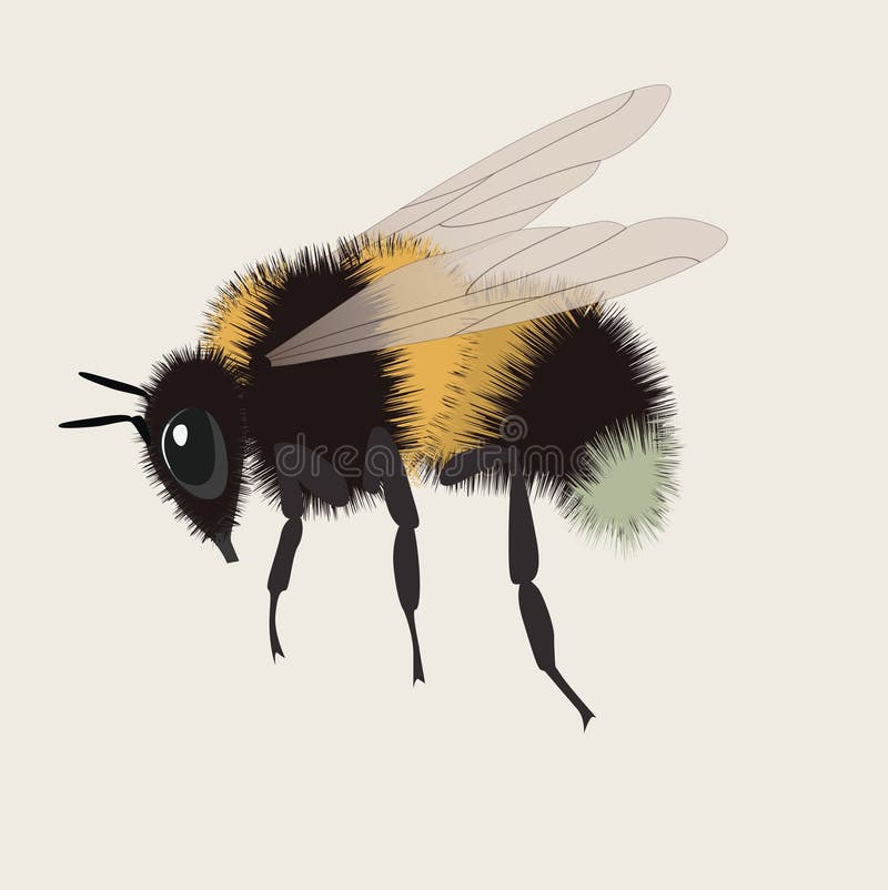 Realistic Bumblebee Stock Illustrations – 471 Realistic Bumblebee Stock  Illustrations, Vectors & Clipart - Dreamstime