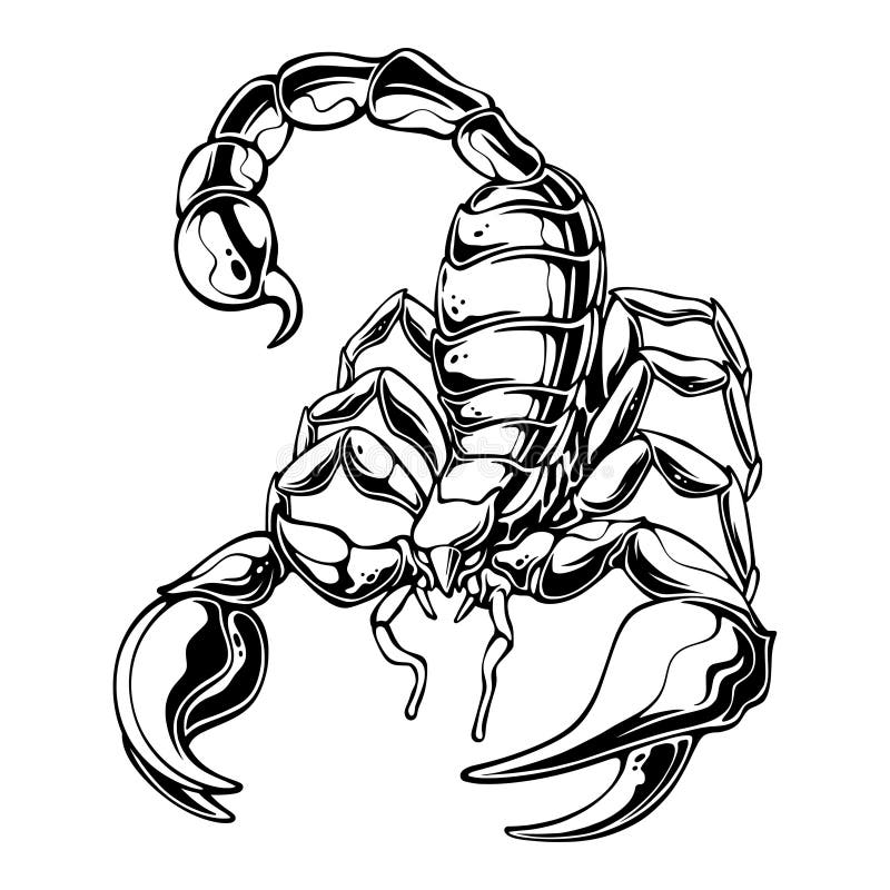 Vector illustration Scorpion in a stance ready to attack with its sting black and white royalty free illustration