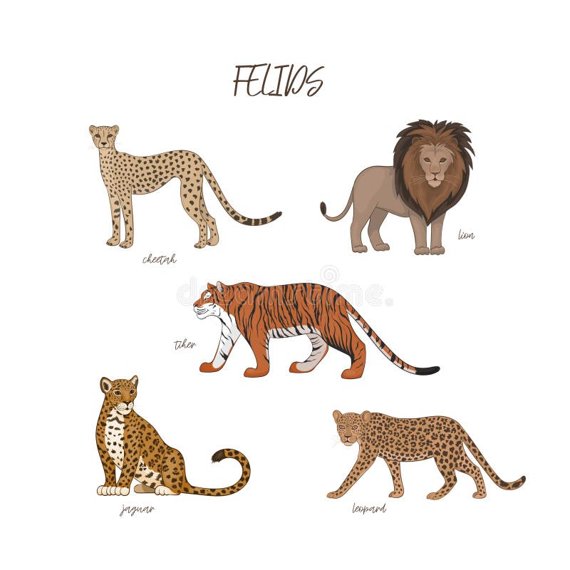 Cheetah vs Tiger vs Lion vs Leopard: What makes them different