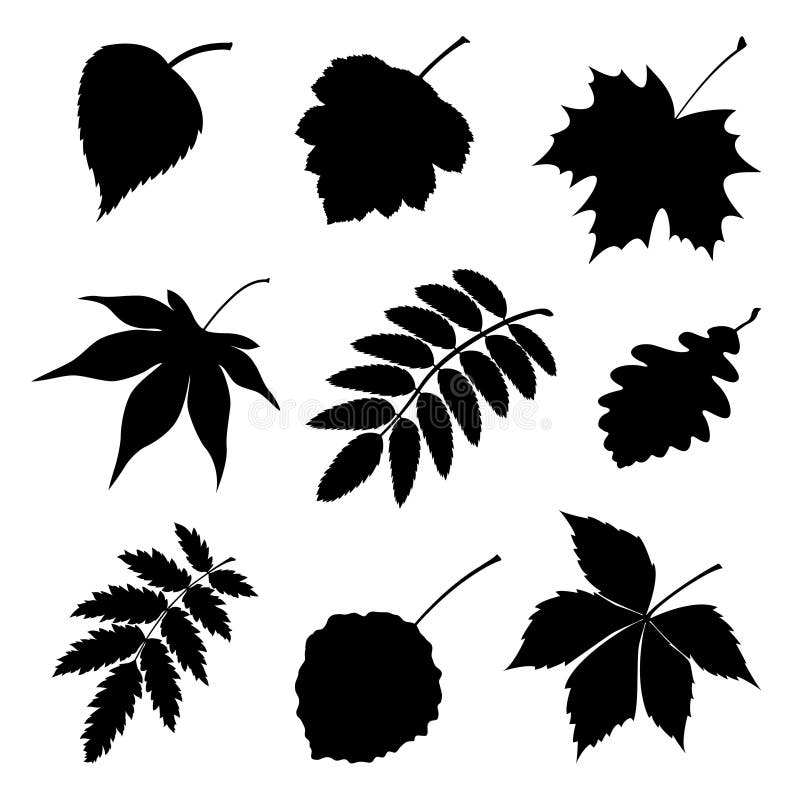 Download Set of silhouette leaves. stock vector. Illustration of ...