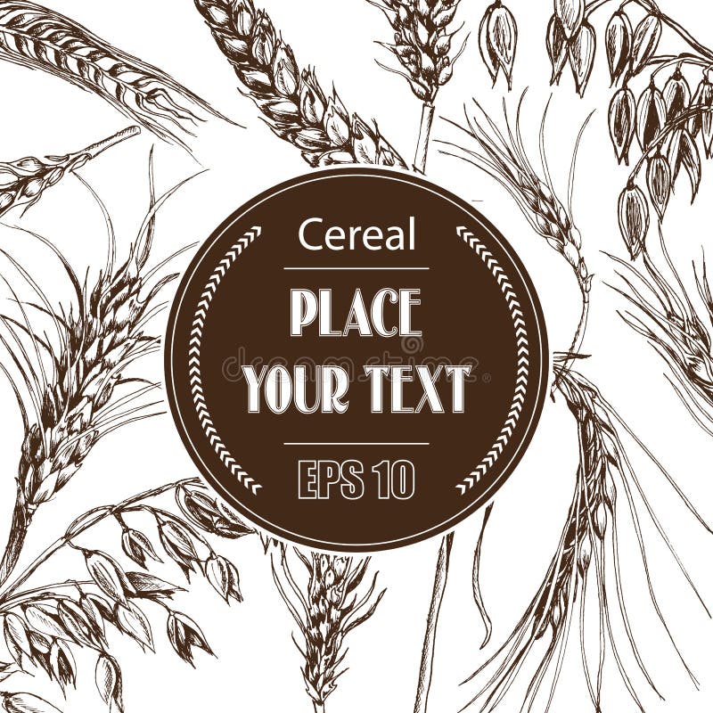 Wheat Bread Ears Cereal Crop Sketch Stock Illustration 786416380   Shutterstock