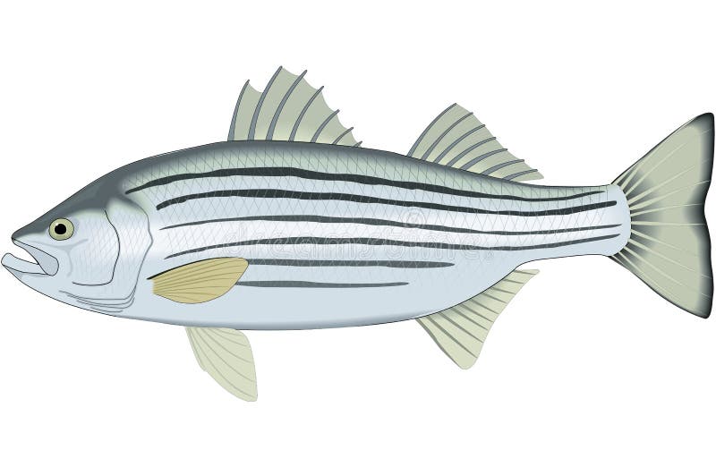 Striped Bass Fish Stock Illustrations – 604 Striped Bass Fish Stock  Illustrations, Vectors & Clipart - Dreamstime