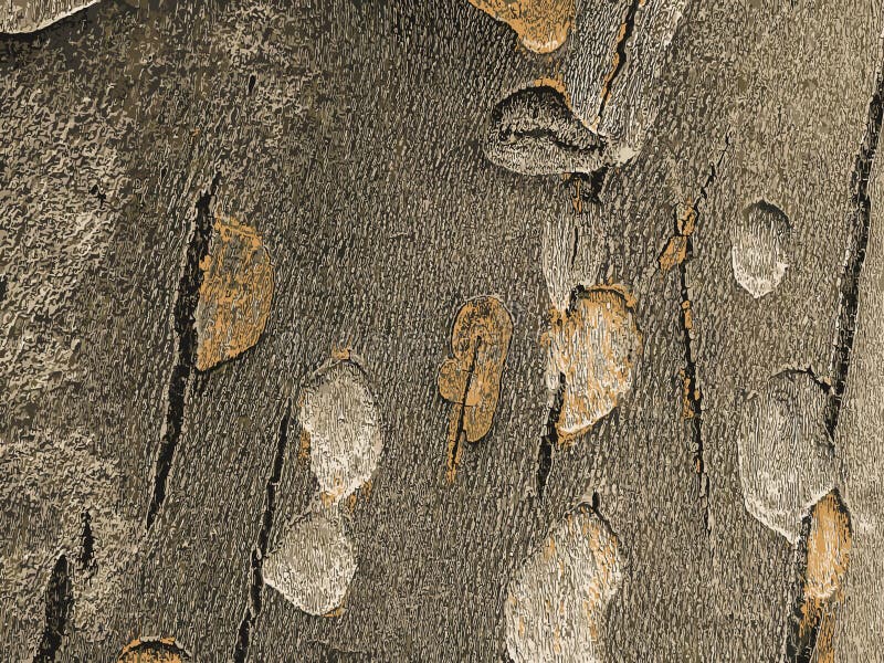 Vector illustration of the texture of the bark of an oriental plane tree or Platanus orientalis in Latin. Natural military royalty free stock photography