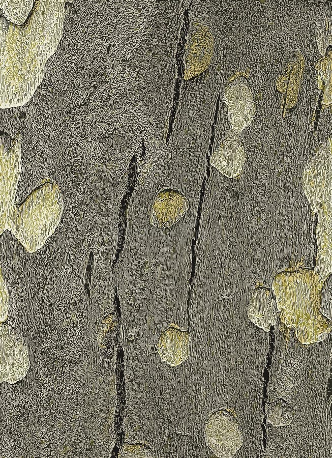 Vector illustration of the texture of the bark of an oriental plane tree or Platanus orientalis in Latin. Natural military royalty free stock photography