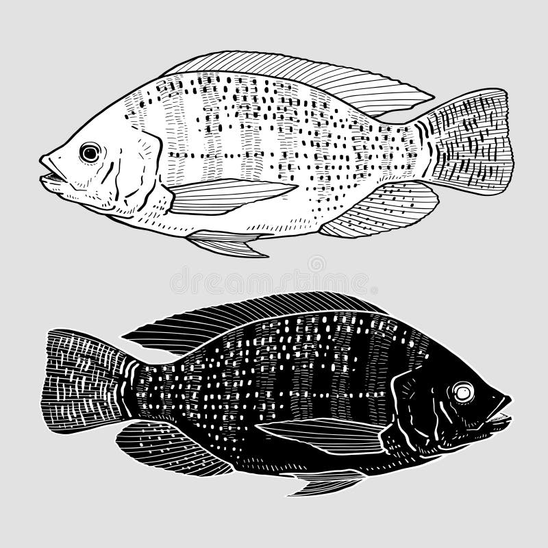 FishSource - Blue tilapia - United States