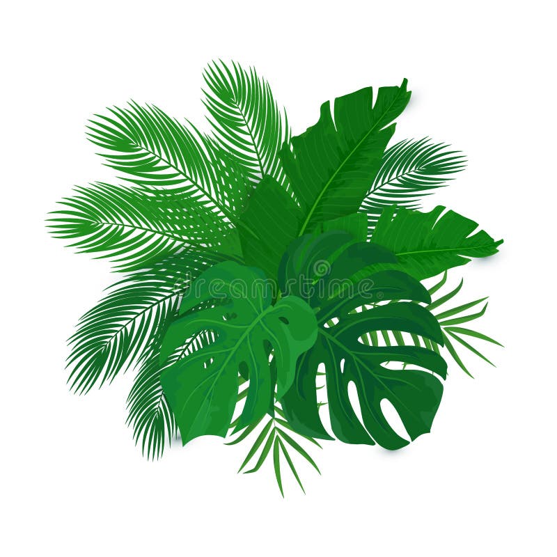 Summer Green Tropical Leaves On White Background Vector Clip Art Stock ...