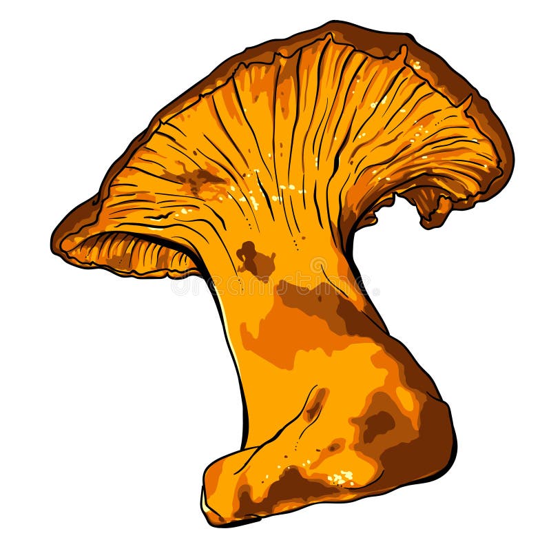 Vector Illustration of Various Fungi Chanterelle Stock Vector ...