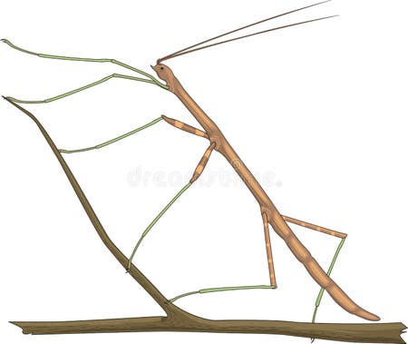 Walking Stick Bug Vector Illustration Stock Vector - Illustration of