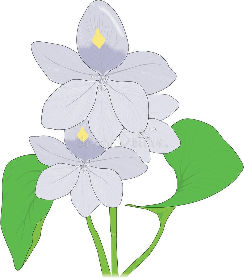 Water Hyacinth Vector Illustration Stock Vector - Illustration of ...