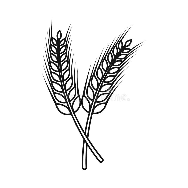Vector illustration of wheat and stalk sign. Set of wheat and gold vector icon for stock.