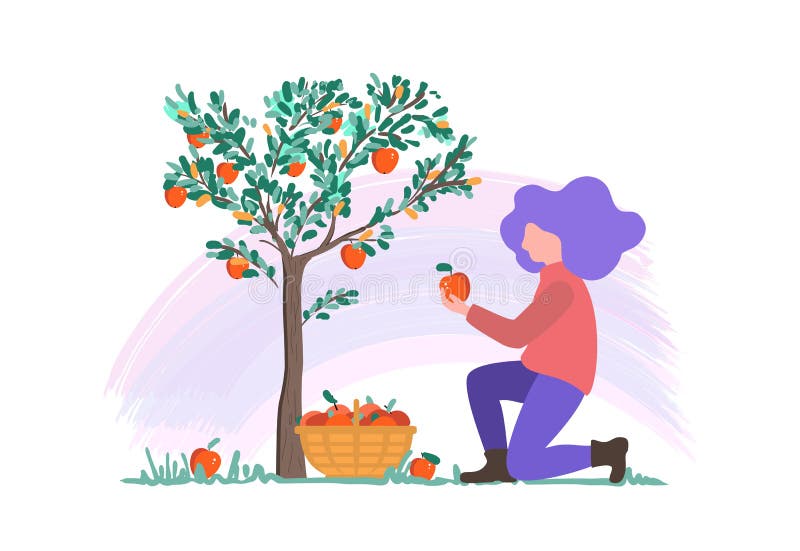 Vector illustration of a young girl picking apples in the garden, harvesting flat design royalty free illustration Vector illustration of a young girl picking apples in the garden, harvesting flat design royalty free illustration