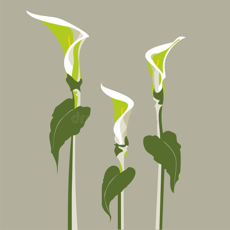 Vector Illustration Of A Zantedeschia Flower Stock Vector ...