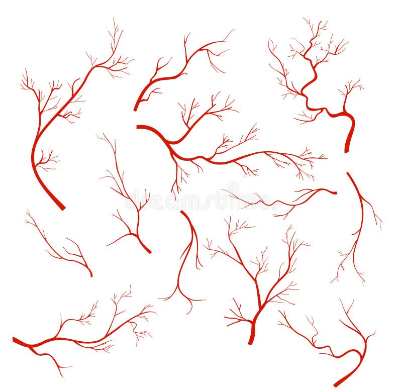 Vector Illustrations Set of Veins and Vessel, Red Capillaries, Blood ...