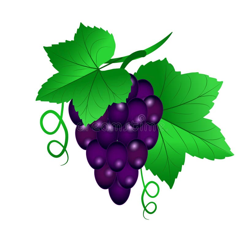 Vector a ilustração de uma videira com uvas e as folhas pretas no wh ilustração royalty free Vector a ilustração de uma videira com uvas e as folhas pretas no wh ilustração royalty free