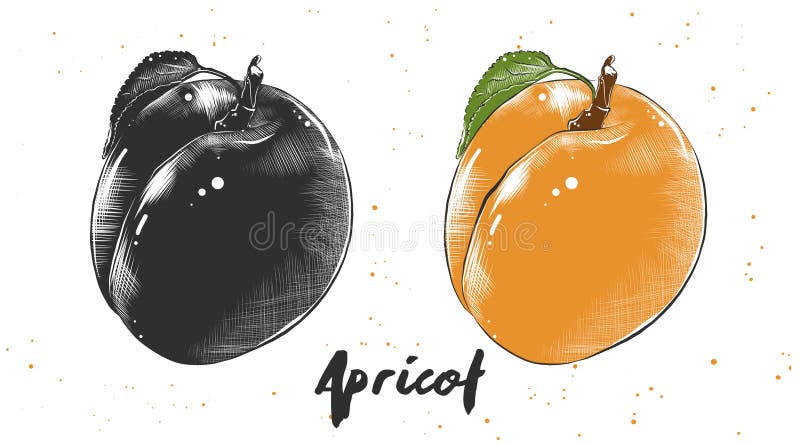 Vector engraved style illustration for posters, decoration and print. Hand drawn sketch of apricot in monochrome and colorful. Detailed vegetarian food drawing. Vector engraved style illustration for posters, decoration and print. Hand drawn sketch of apricot in monochrome and colorful. Detailed vegetarian food drawing.