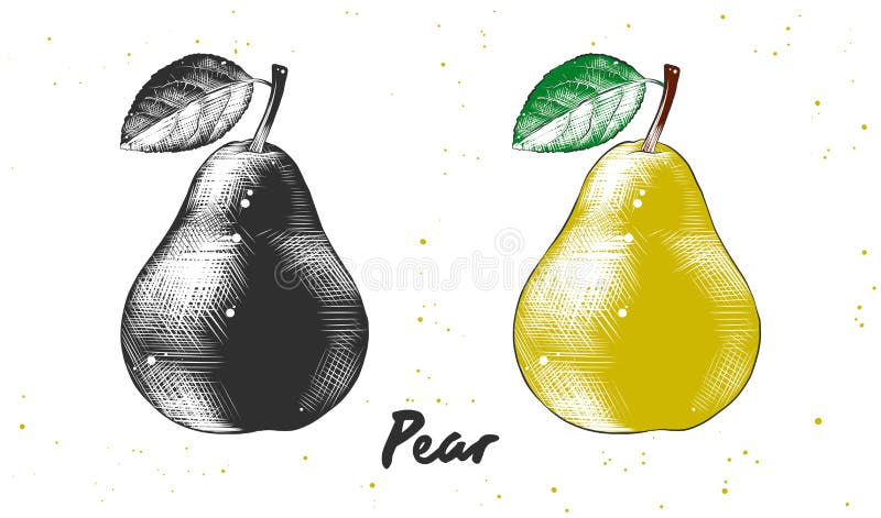 Vector engraved style illustration for posters, decoration and print. Hand drawn sketch of pear in monochrome and colorful. Detailed vegetarian food drawing. Vector engraved style illustration for posters, decoration and print. Hand drawn sketch of pear in monochrome and colorful. Detailed vegetarian food drawing.