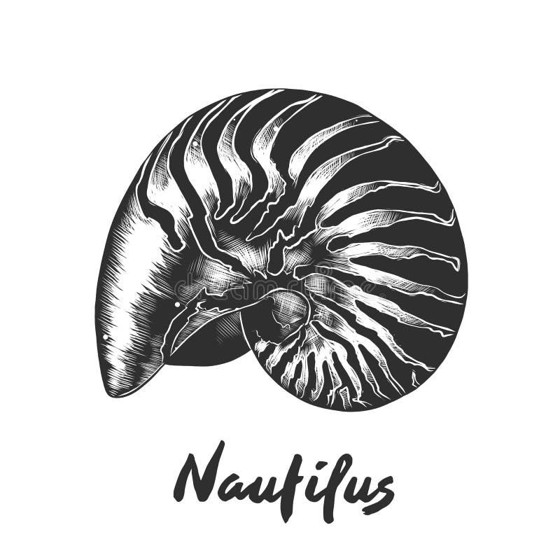 Vector engraved style illustration for posters, decoration and print. Hand drawn sketch of nautilus shell in monochrome isolated on white background. Detailed vintage woodcut style drawing. Vector engraved style illustration for posters, decoration and print. Hand drawn sketch of nautilus shell in monochrome isolated on white background. Detailed vintage woodcut style drawing.