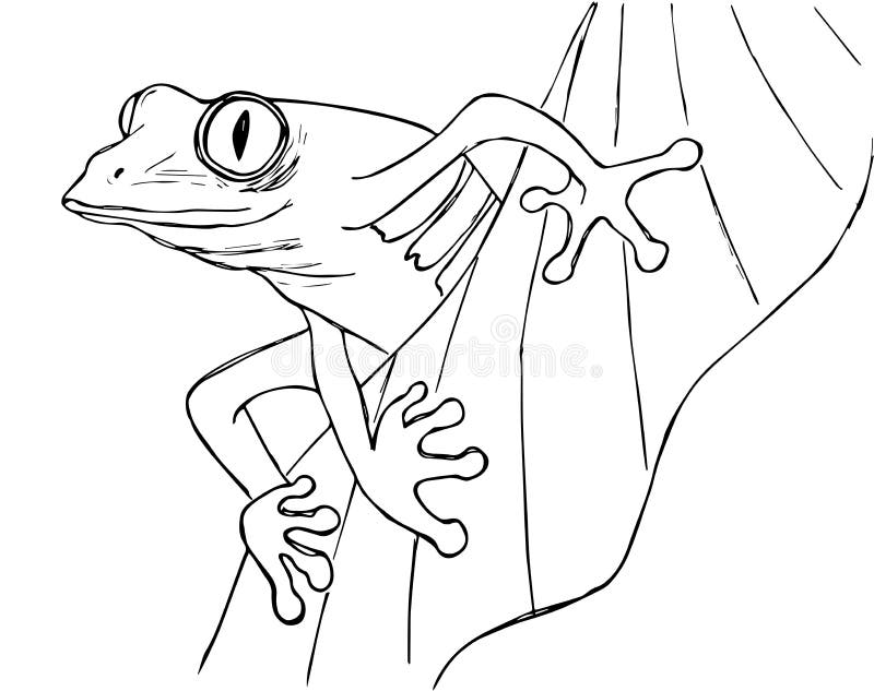 Red Eyed Tree Frog Clipart Black And White