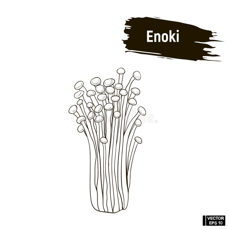 Outline Mushrooms, Enoki Sketch Stock Vector - Illustration of autumn ...