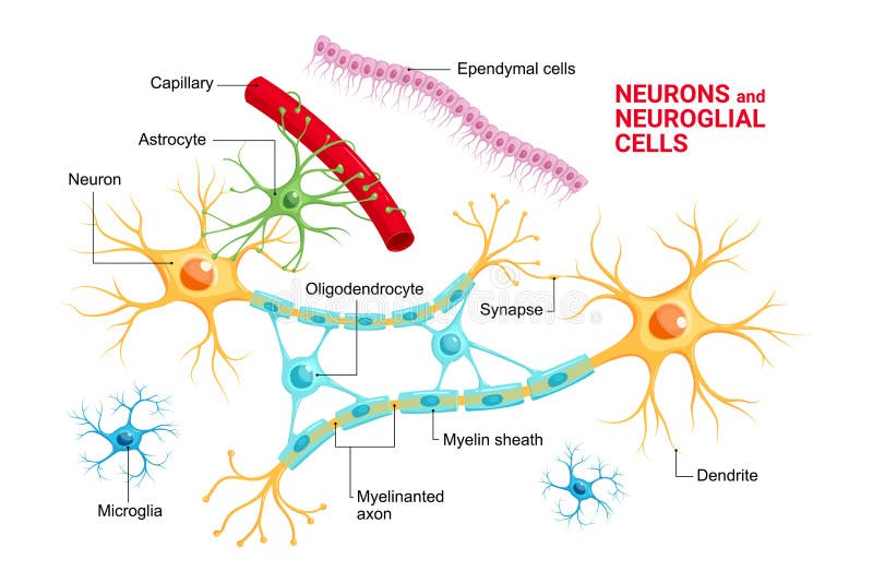 Vector infographic de Neuroglia de la neurona y de las células glial Astrocyte, microglia y oligodendrocyte, ependymocytes ependi