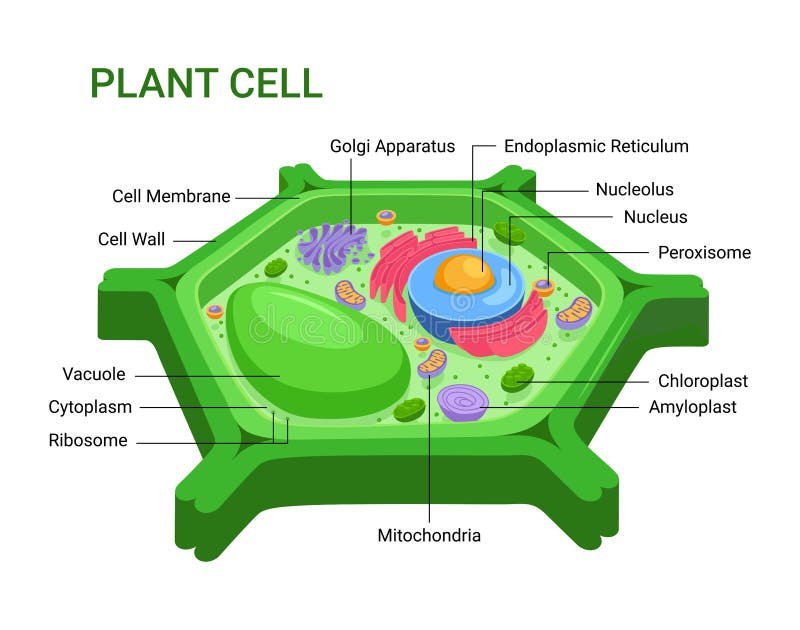 Vector Infographic Of The Plant Cell Anatomy Structure Stock Vector Illustration Of Chloroplast Anatomical 159027798