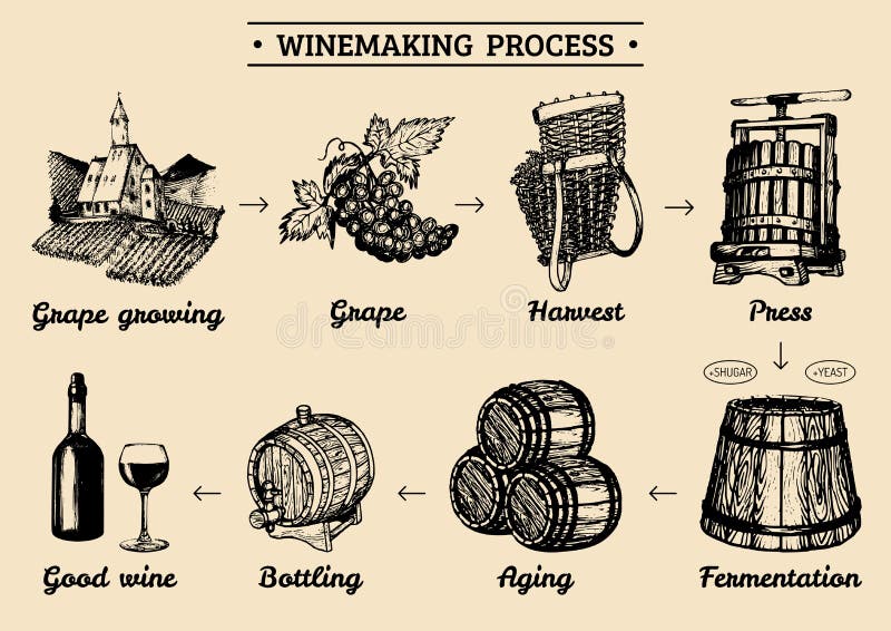 Vector grape infographics with illustrations of winery process. Hand sketched drawings of vine-making operations elements, producing diagram design. Vector grape infographics with illustrations of winery process. Hand sketched drawings of vine-making operations elements, producing diagram design.