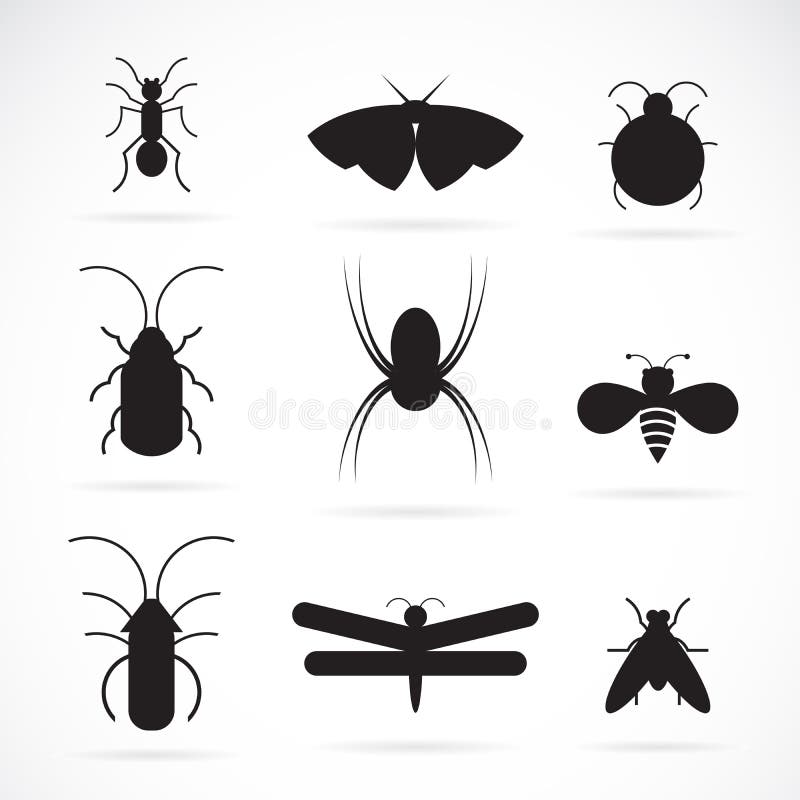 Vector of insects group on white background. Insect. Animal. Ladybird, caterpillar.