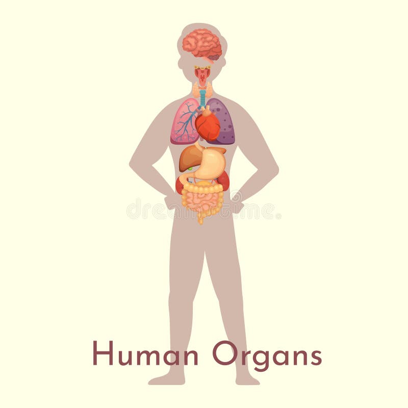 Human Body Cartoon Organs Stock Illustrations 1 999 Human Body