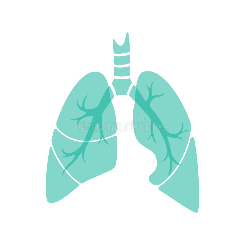 Vector Isolated Illustration Of Lung Stock Vector ...