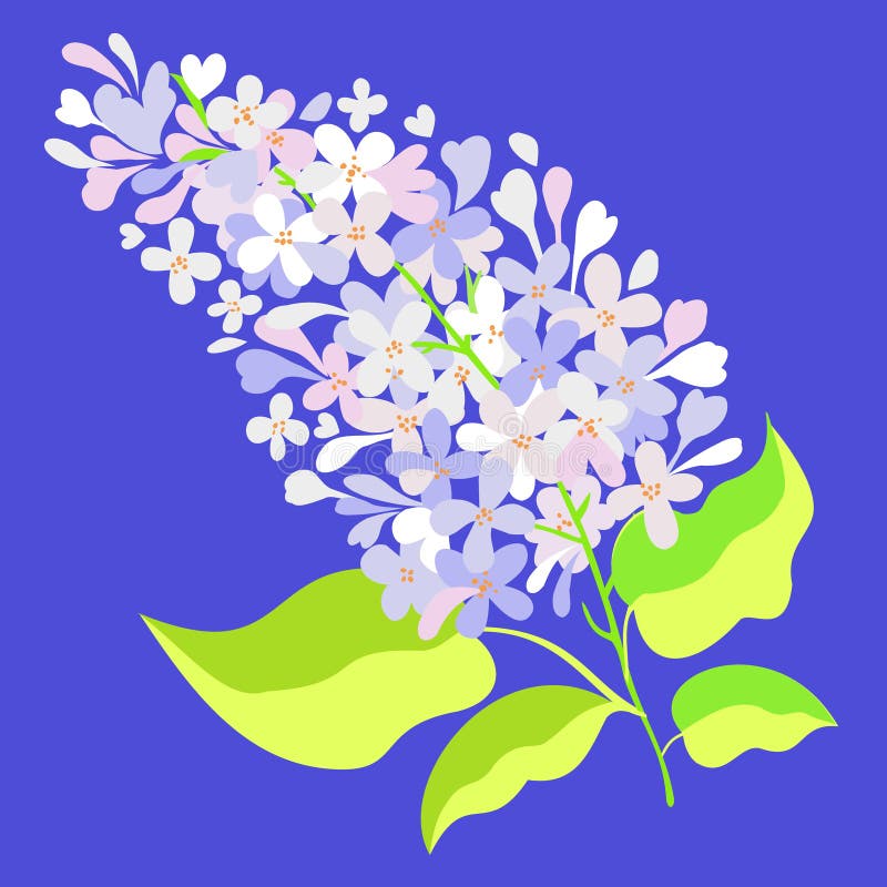 Vector Isolated Illustration of White Lilac. Stock Vector