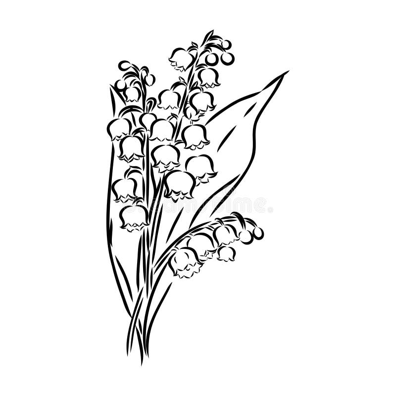 Vector Isolated Single Lily Valley Branch Colorless Black and White ...