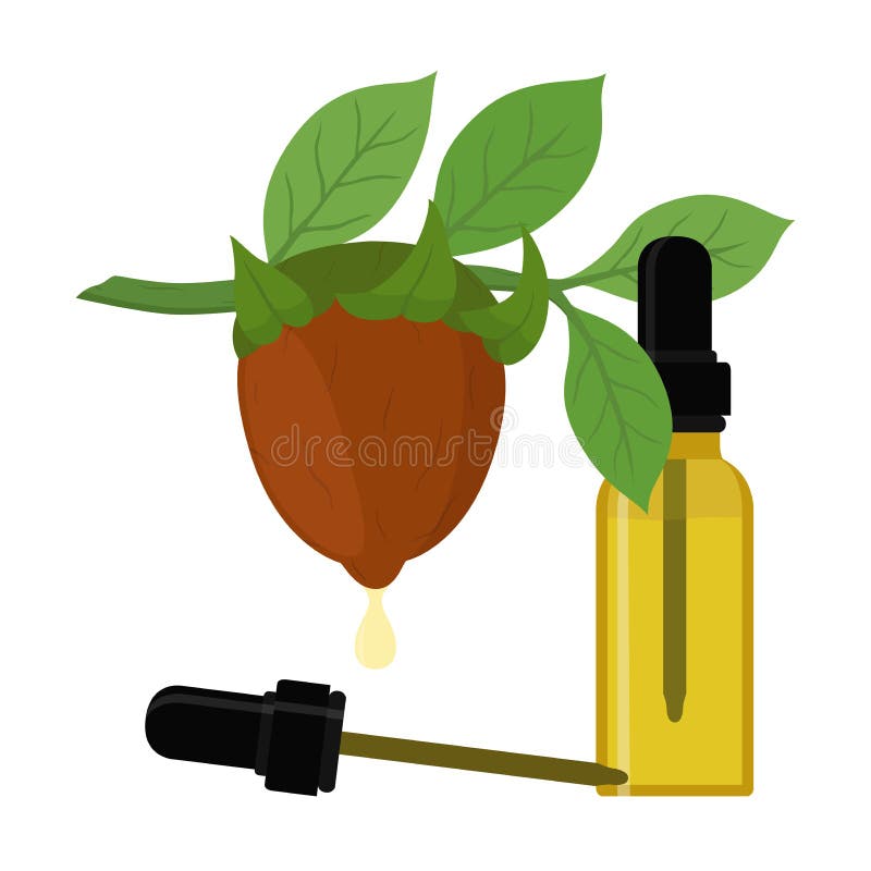 Vector jojoba branch, simmondsia chinensis,cosmetics plant, organic oil, aroma herb in essential oil, bottle with liquid vector illustration Vector jojoba branch, simmondsia chinensis,cosmetics plant, organic oil, aroma herb in essential oil, bottle with liquid vector illustration
