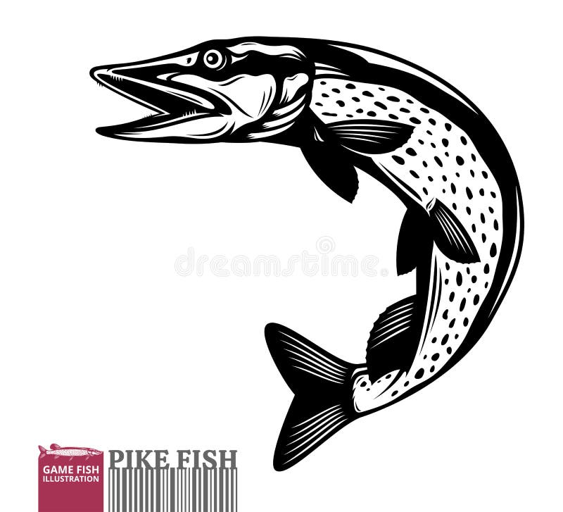 Vector jumping pike fish illustration stock illustration