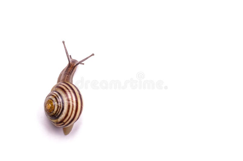 Vector Klippkunst/childrenâs Abbildung für Ihre Auslegung lizenzfreies stockbild