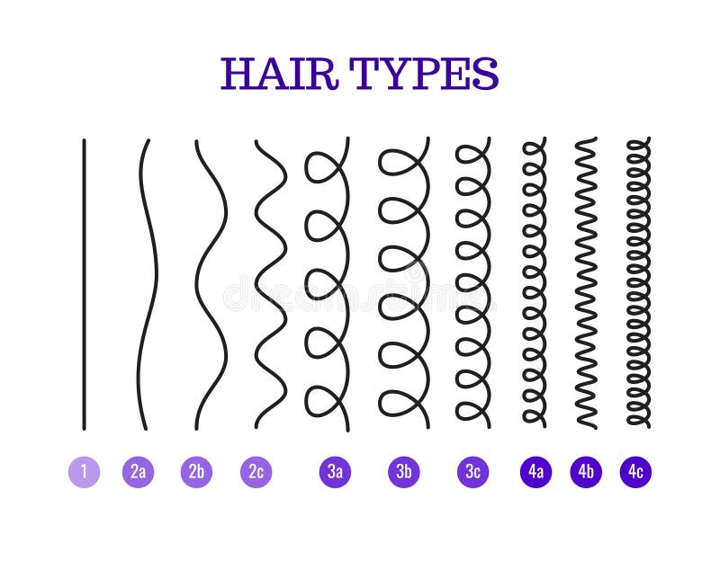 Vector l'illustrazione dei tipi grafico dei capelli che visualizza tutti i tipi ed avuto identificato royalty illustrazione gratis Vector l'illustrazione dei tipi grafico dei capelli che visualizza tutti i tipi ed avuto identificato royalty illustrazione gratis