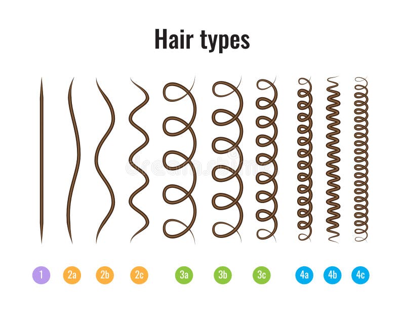 Vector l'illustrazione dei tipi grafico dei capelli che visualizza tutti i tipi ed avuto identificato