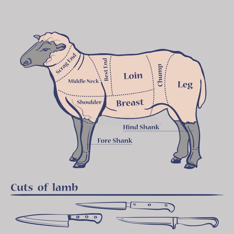 lamb meat cuts chart